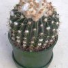 Notocactus_erinaceus